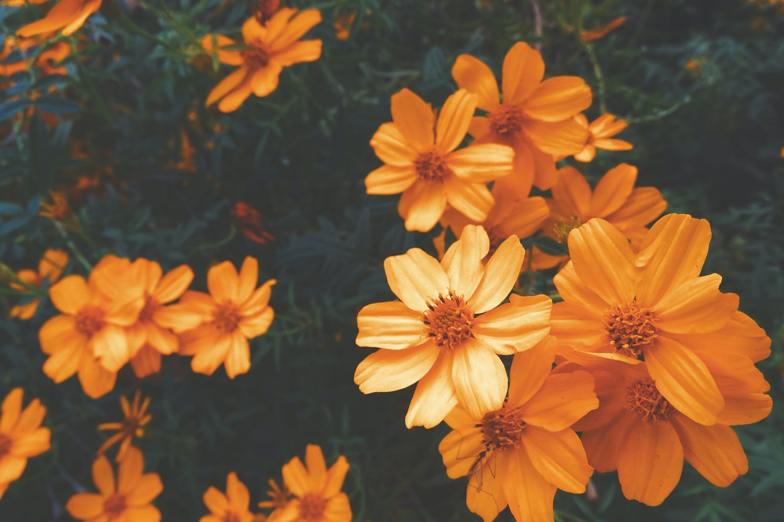 Gratitude is like a bouquet to yourself